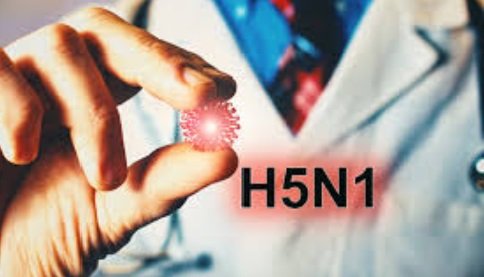 US में मौतें शुरू H5N1 ने वायरस ने बढ़ाई चिंता