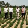संयुक्त कृषि निदेशक महोदय देवीपाटन मण्डल गोंडा लोकेंद्र प्रताप सिंह ने किया निरीक्षण